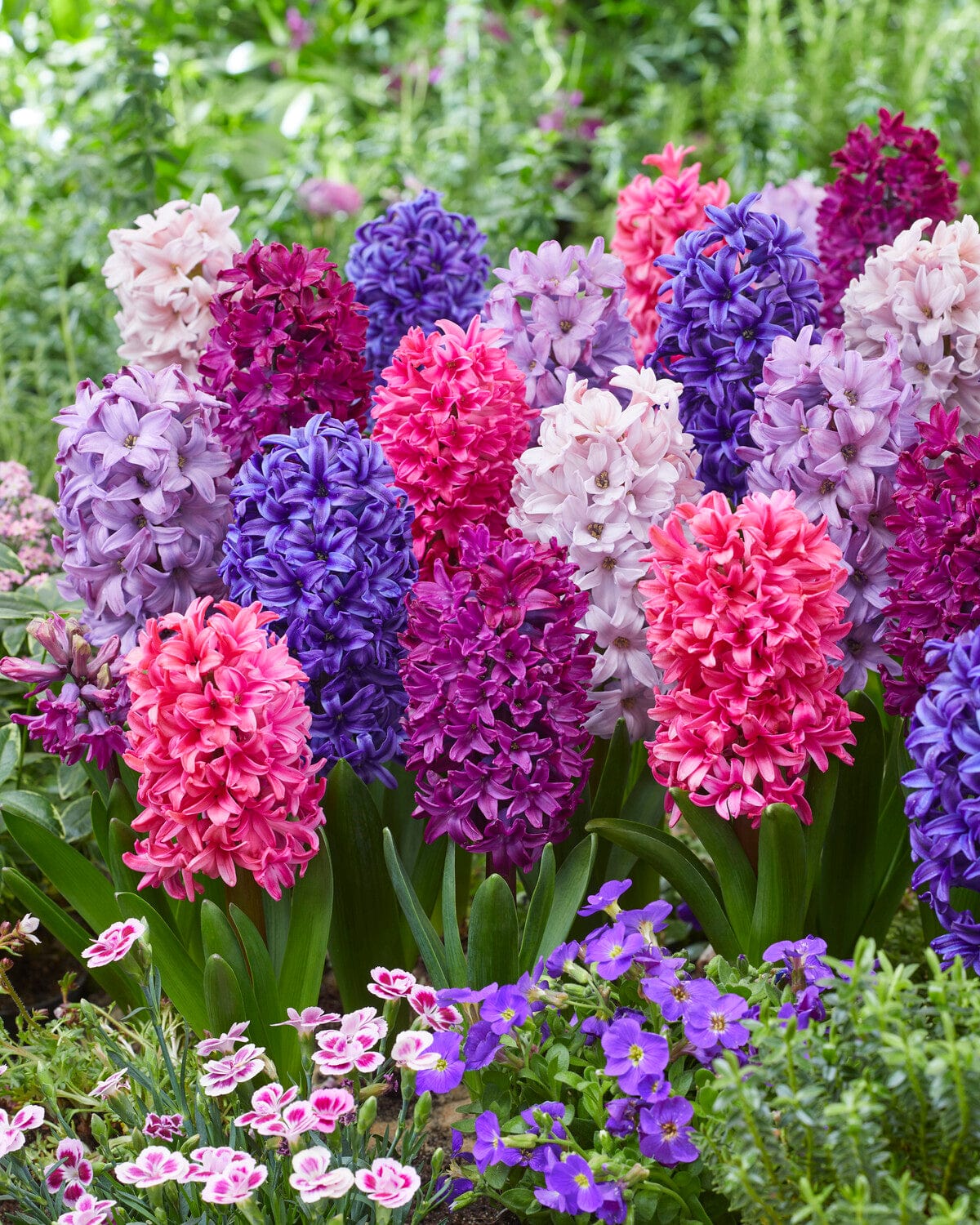 Hyacint Mix' tilbudsmix